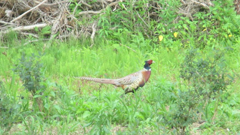 farm_2021-6 farm_2021-6